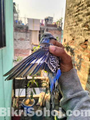 English Budgerigar Adult Pair | Healthy & Active Birds